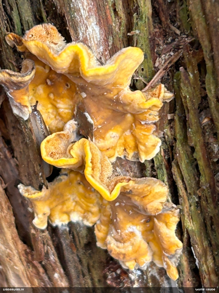 hairy Stereum