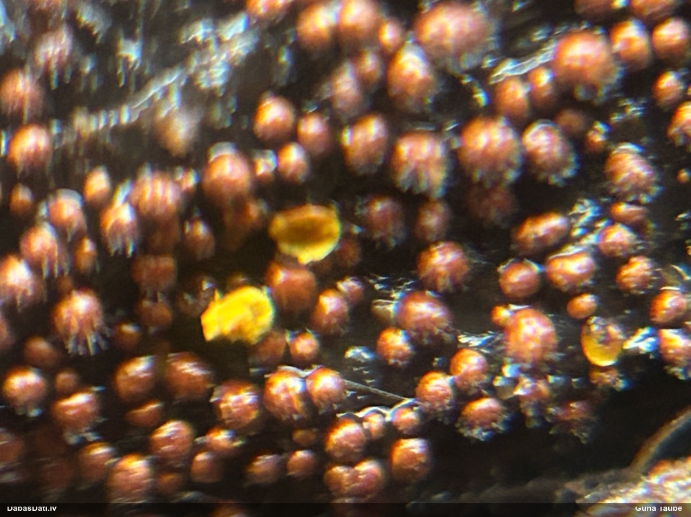Kārpainā mizaine