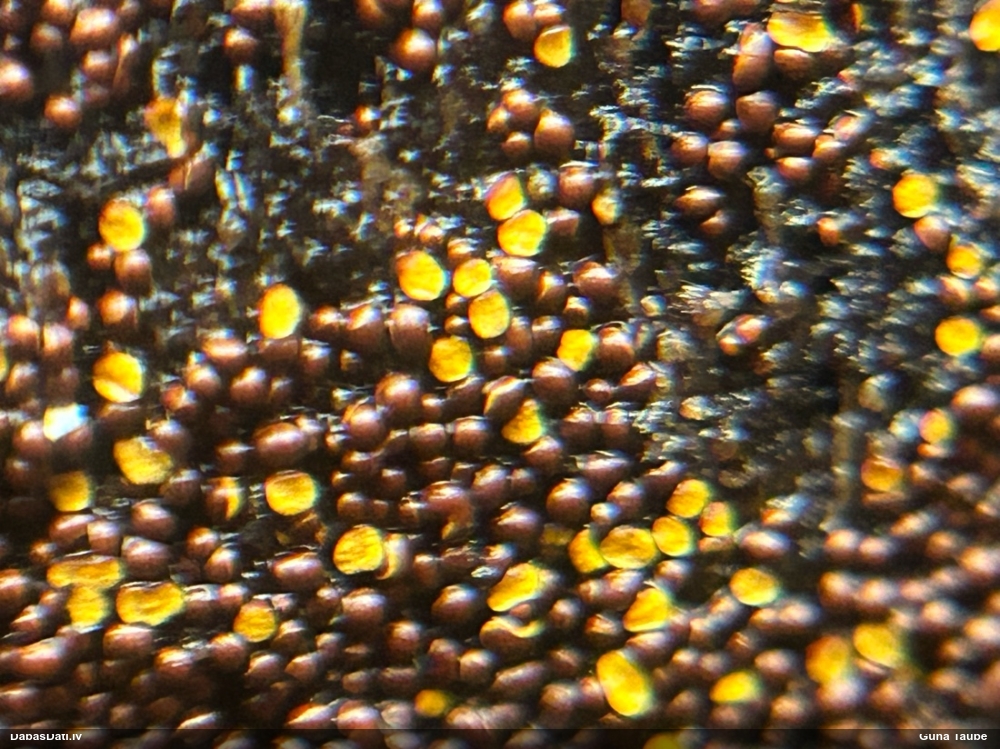 Kārpainā mizaine