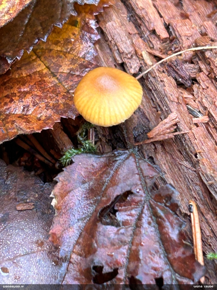 Ķiverene (nenoteikta sēne)