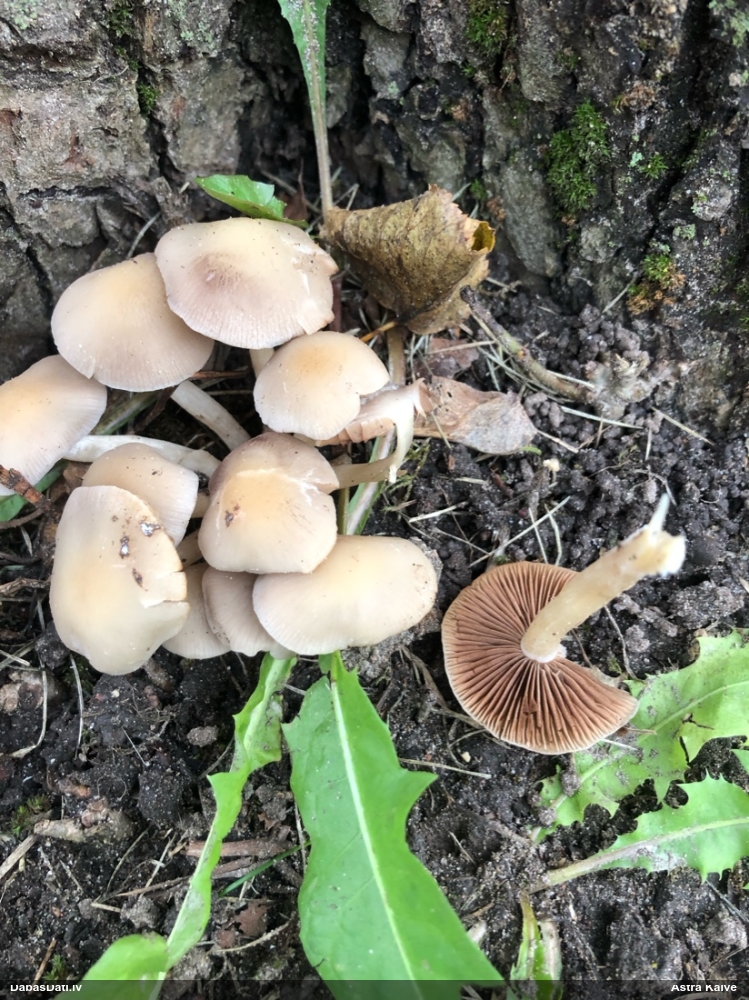 Spīgulīte (nenoteikta)