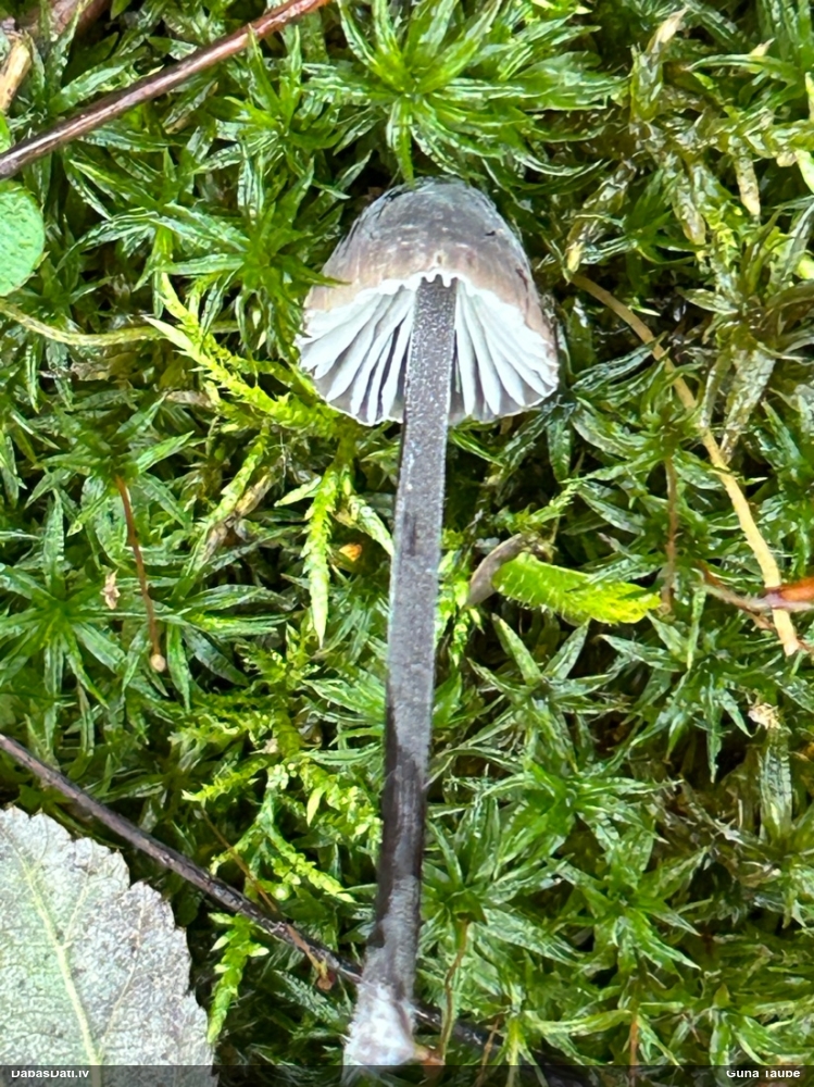 Sēntiņa (nenoteikta)