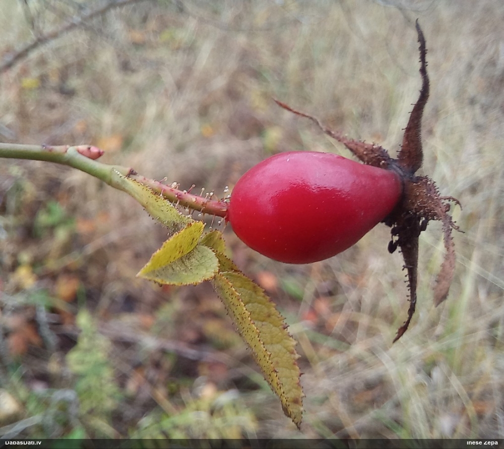Smaržlapu roze
