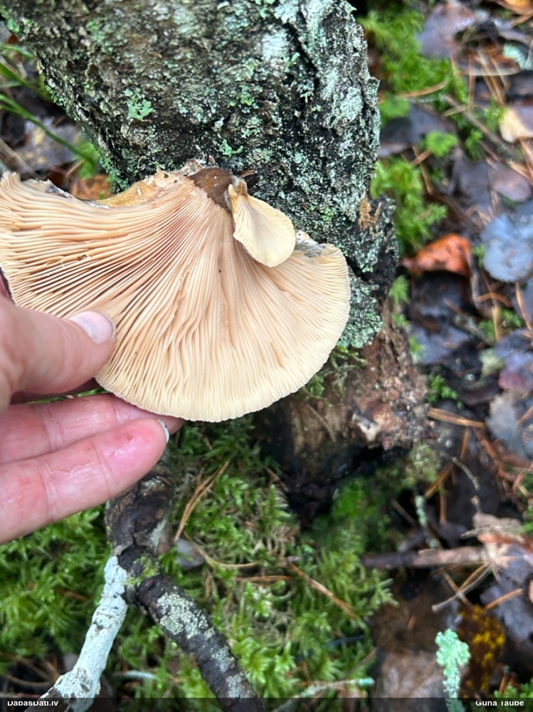 Vēlā pundurkamolene