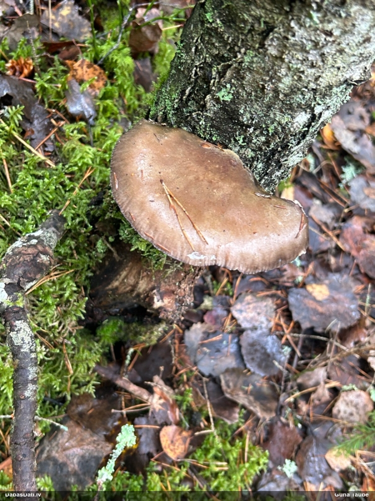 Vēlā pundurkamolene