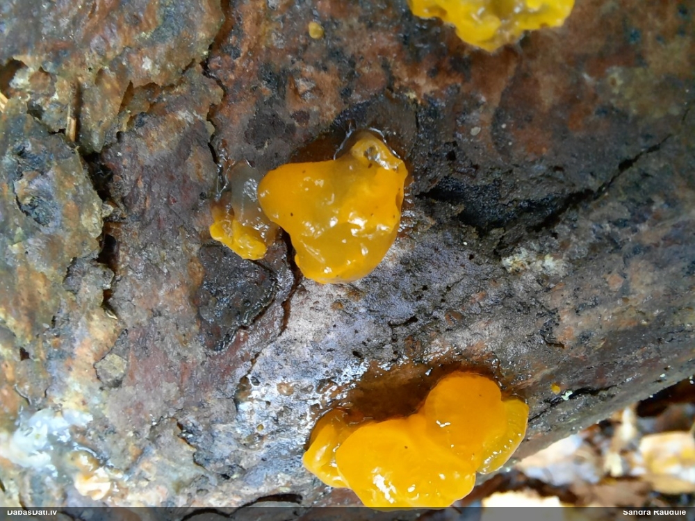 Pirkstainā galertene