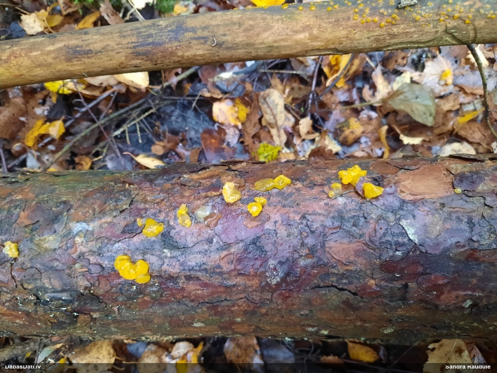 Pirkstainā galertene