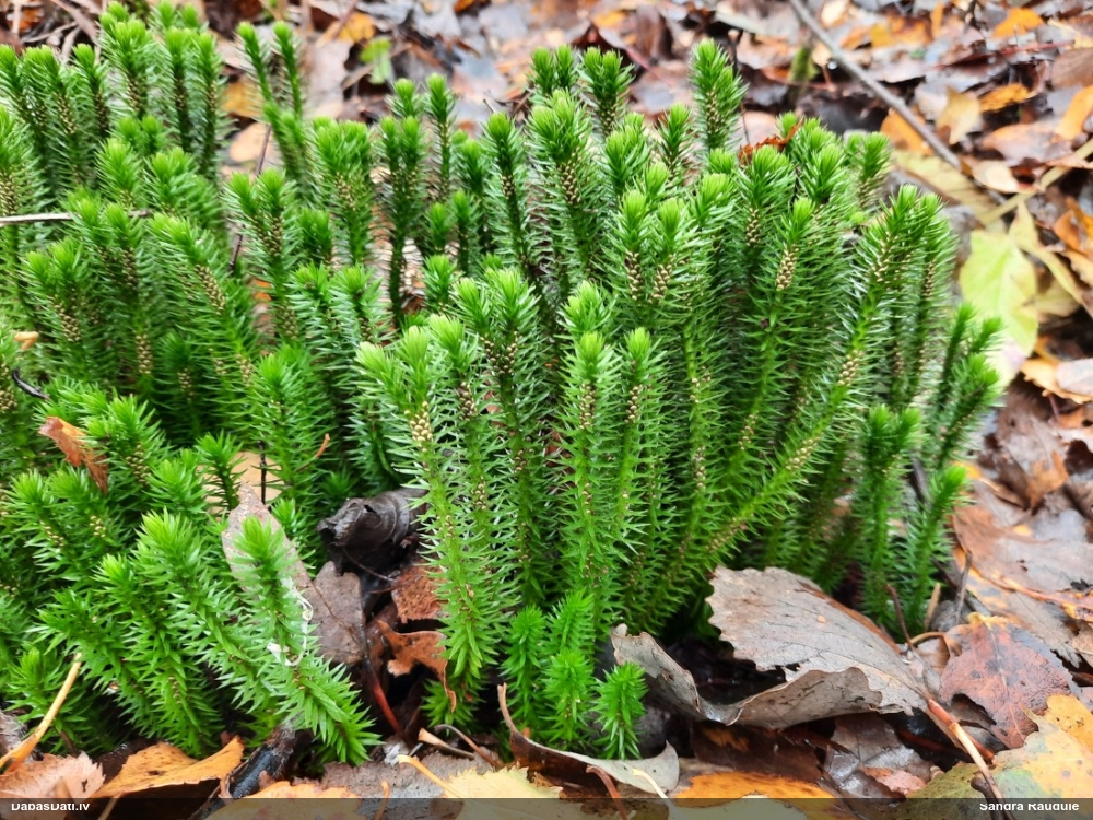 баранец обыкновенный