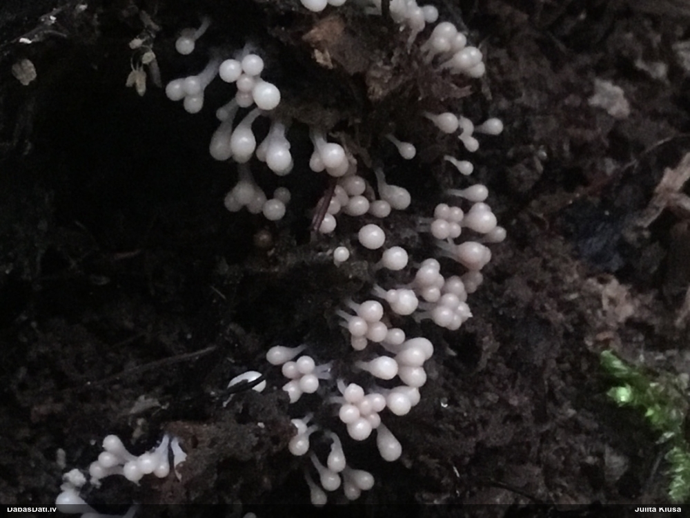 Hemitrihija (nenoteikta)