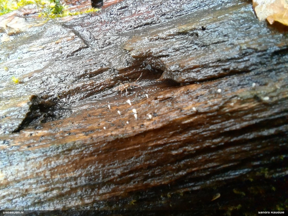 Daudzvālīte (nenoteikta)