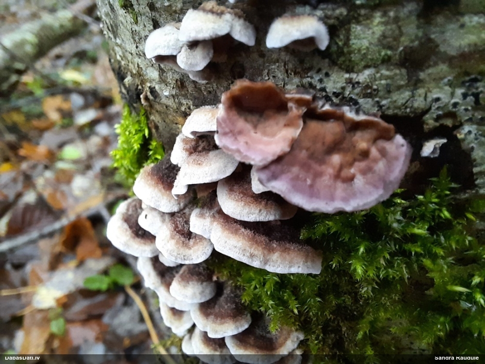 Purpura sīkpiepe