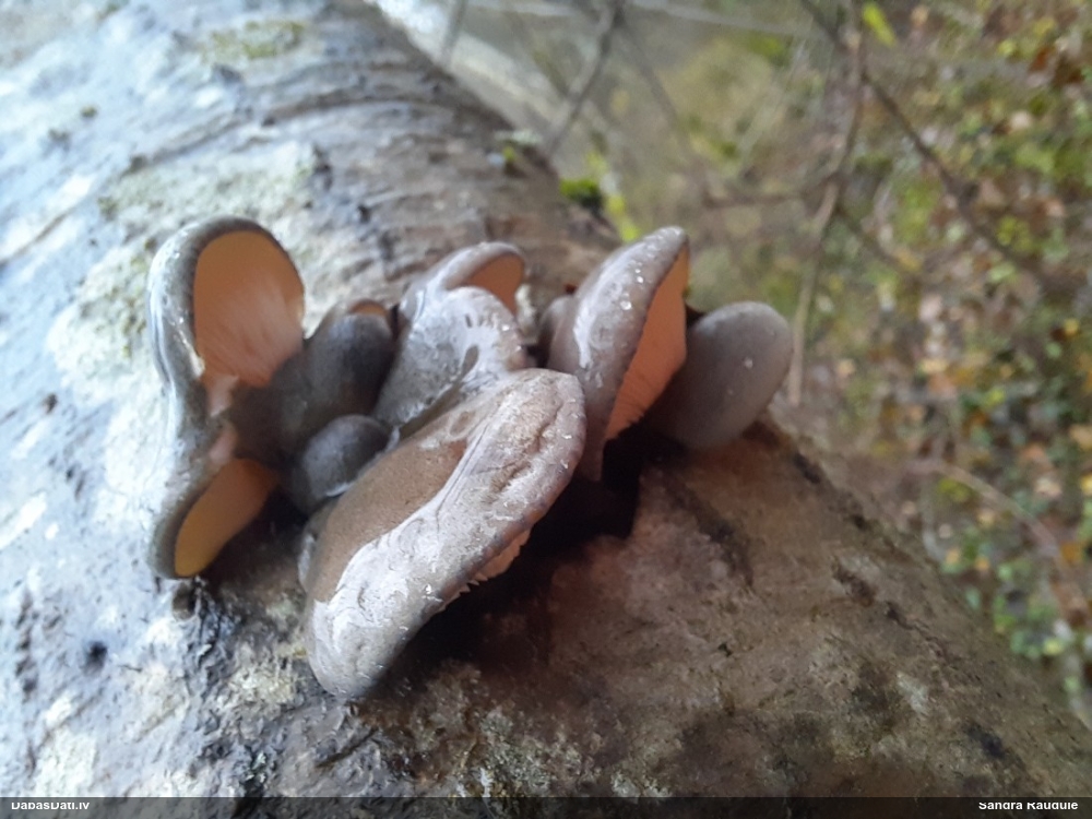 Vēlā pundurkamolene