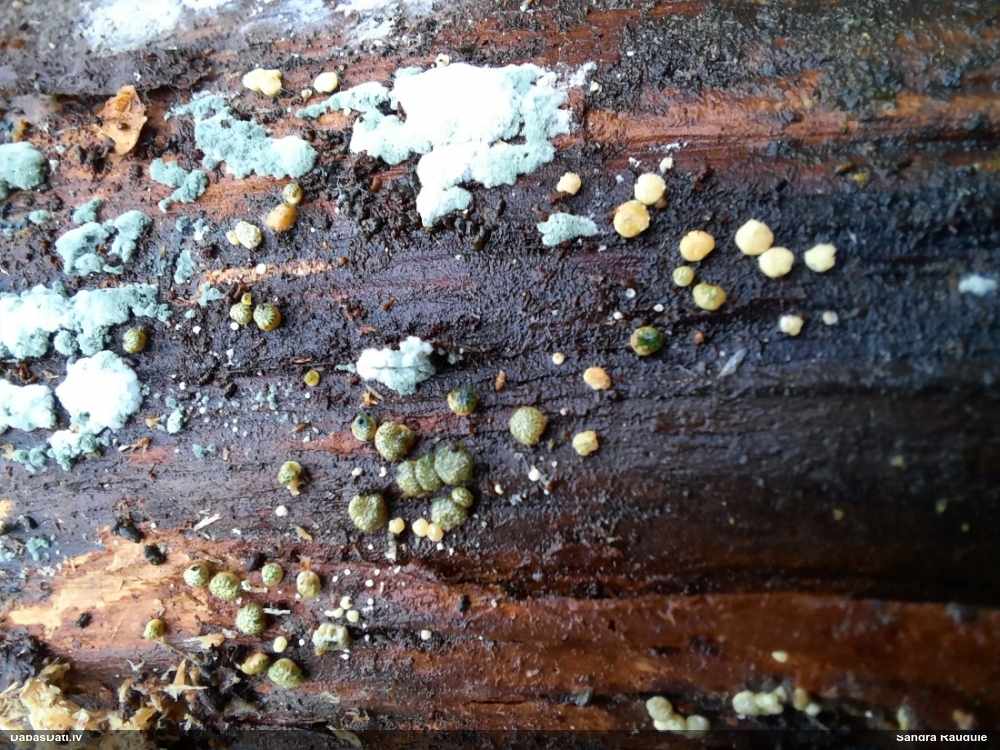 Sēne Hypocrea sp.