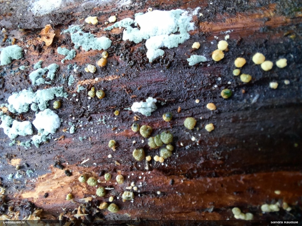 Sēne Hypocrea sp.