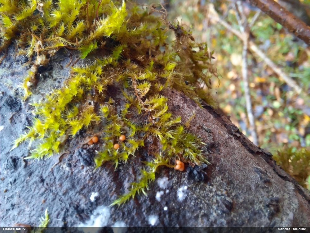 Maldinošā kājpilīte (bij. maldinošā trihija)