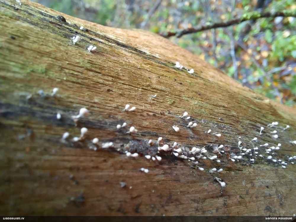 Dižskābaržu fleogena