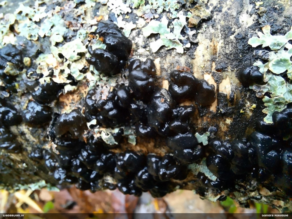 Black Jelly Roll
