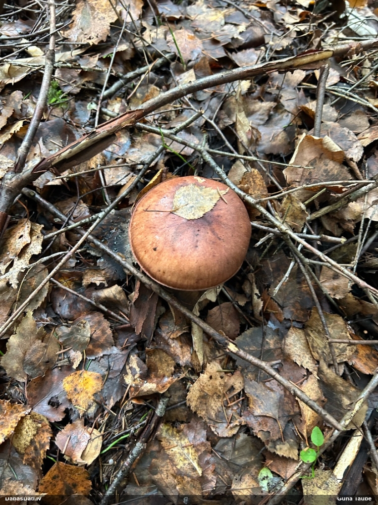 Lapiņsēne (nenoteikta)