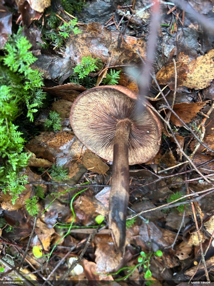 Lapiņsēne (nenoteikta)