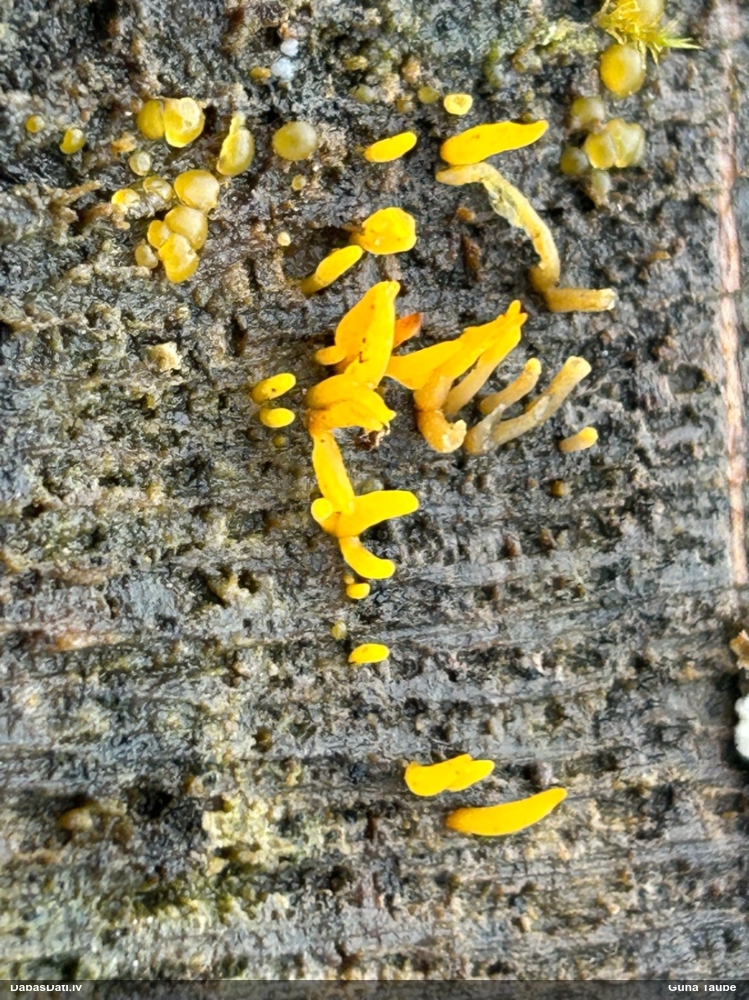 Zaraine Calocera furcata