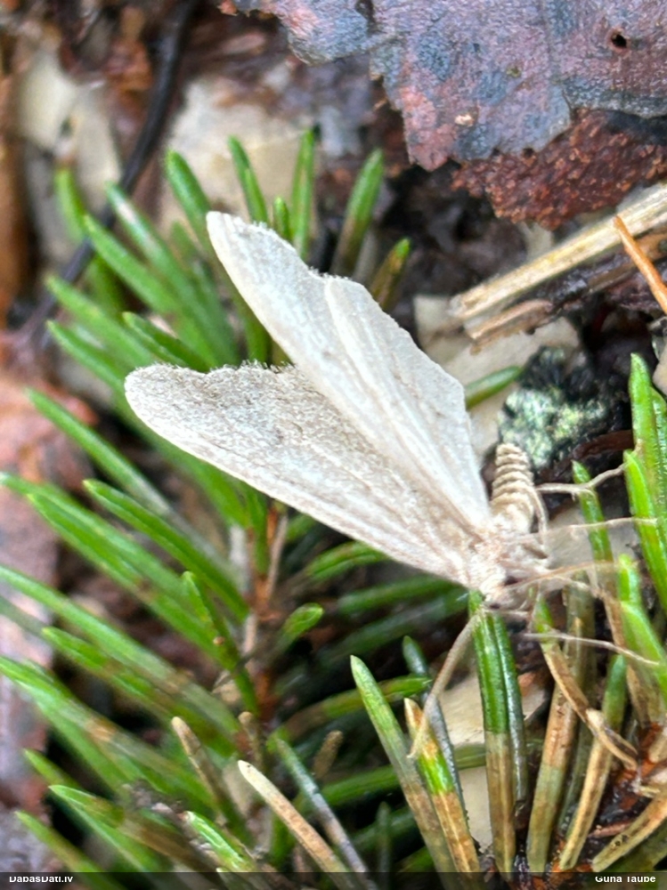 Naktstauriņš (nenoteikts)