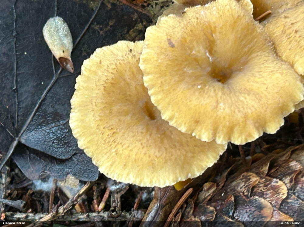 Sekstainā gailene