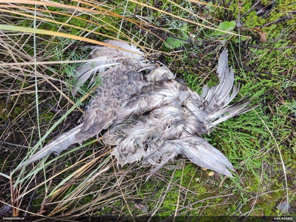 Kaija Larus sp.