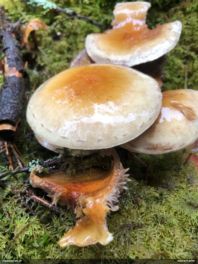 Sērsēne (nenoteikta)