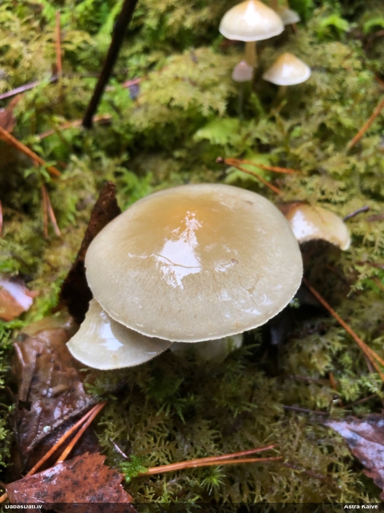 Sērsēne (nenoteikta)