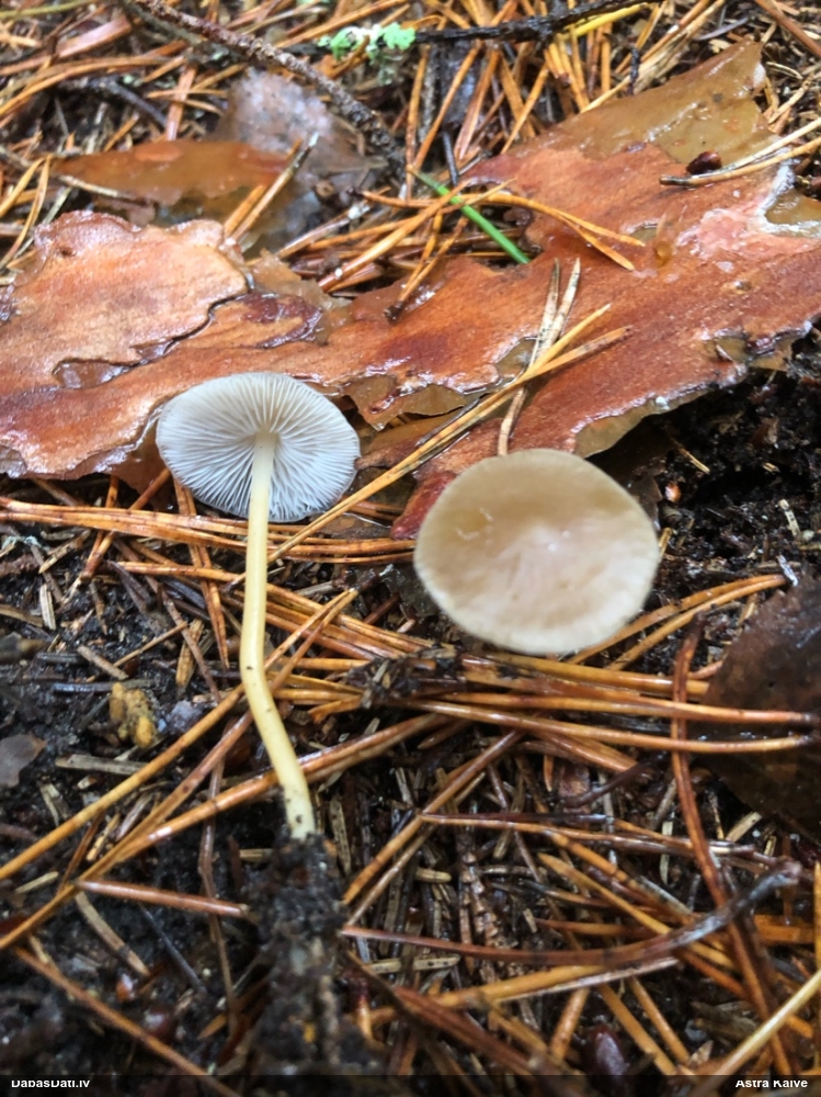 Sēntiņa (nenoteikta)