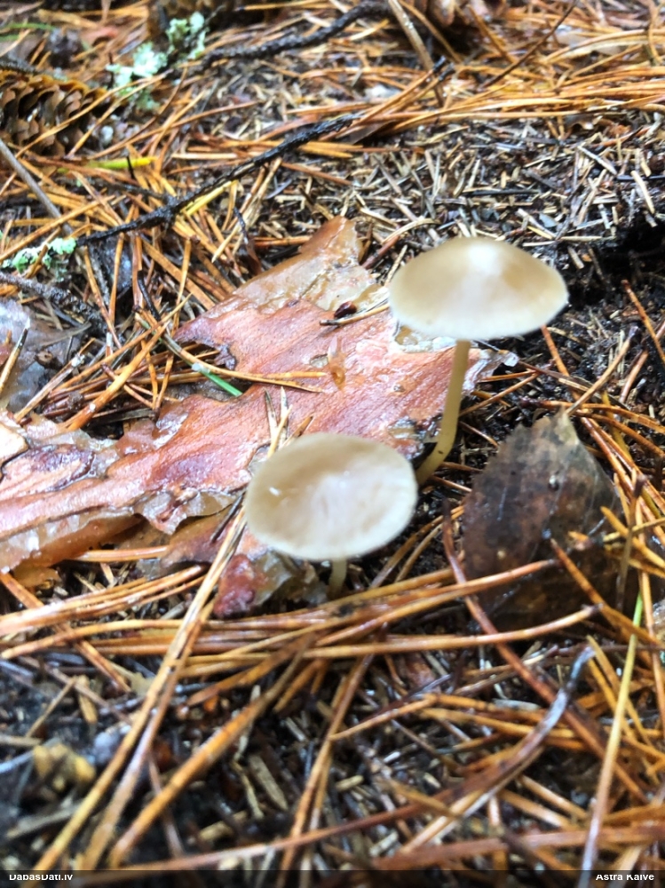 Sēntiņa (nenoteikta)