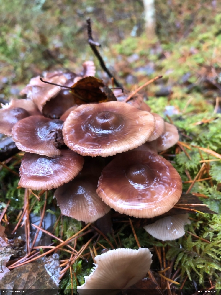 Lapiņsēne (nenoteikta)