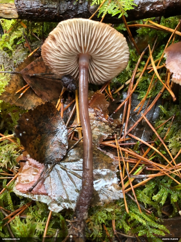 Lapiņsēne (nenoteikta)