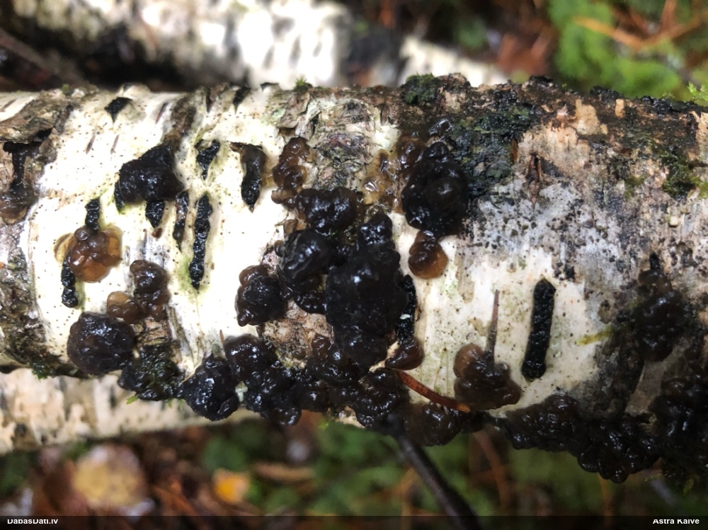 Black Jelly Roll