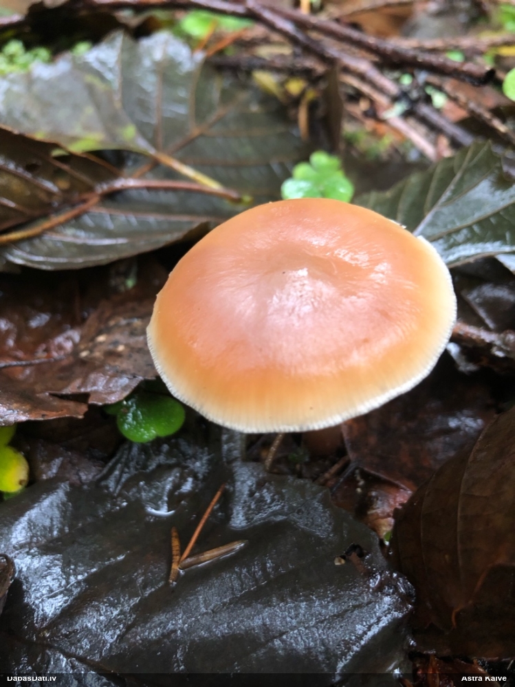 Vērdiņsēne (nenoteikta)