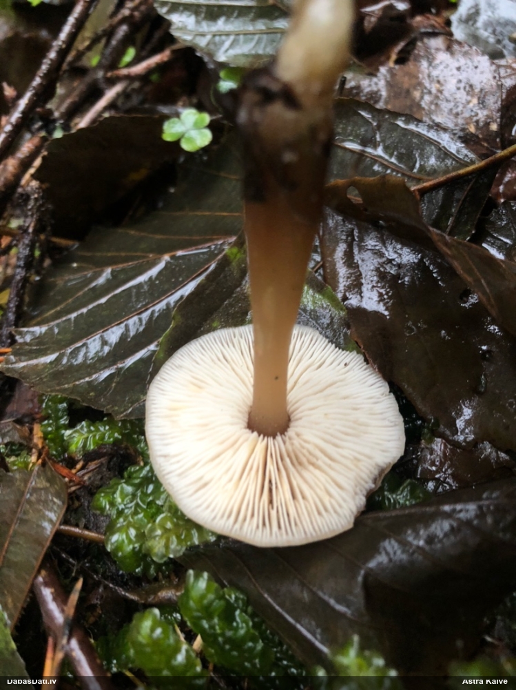 Vērdiņsēne (nenoteikta)
