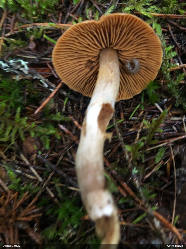 Tīmeklene Cortinarius sp.