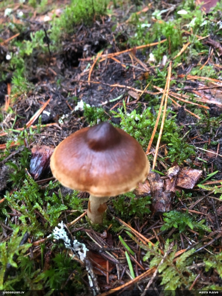 Tīmeklene Cortinarius sp.