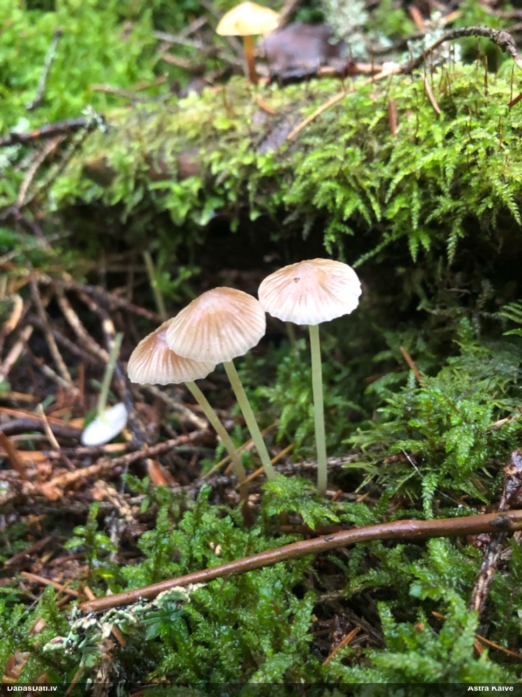 Sēntiņa (nenoteikta)