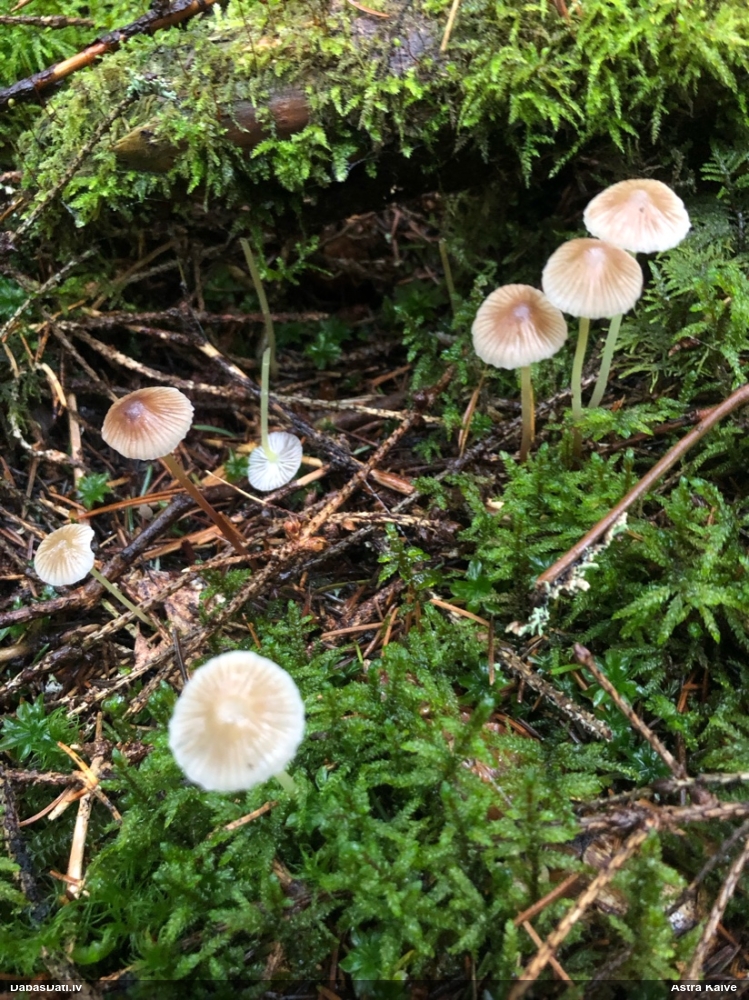 Sēntiņa (nenoteikta)