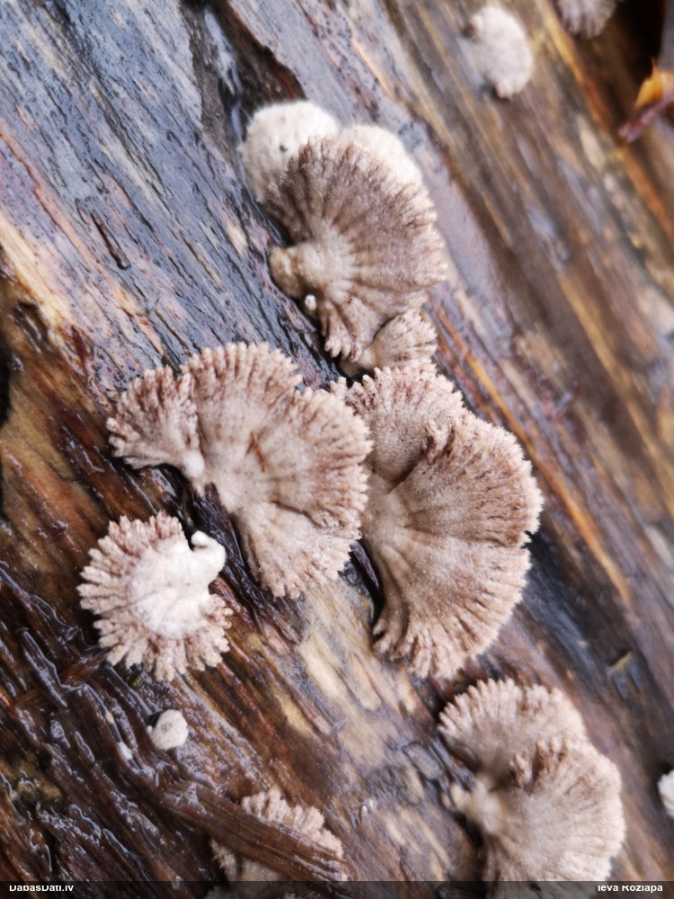 Common Split Gill