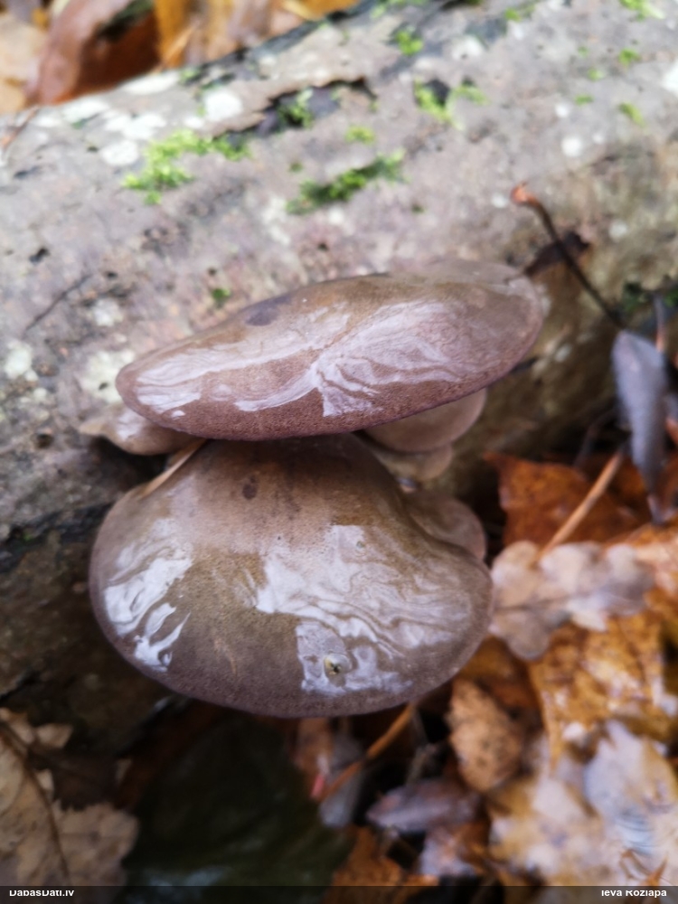 Vēlā pundurkamolene