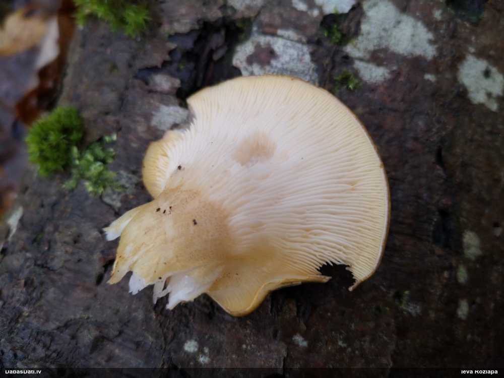 Vēlā pundurkamolene