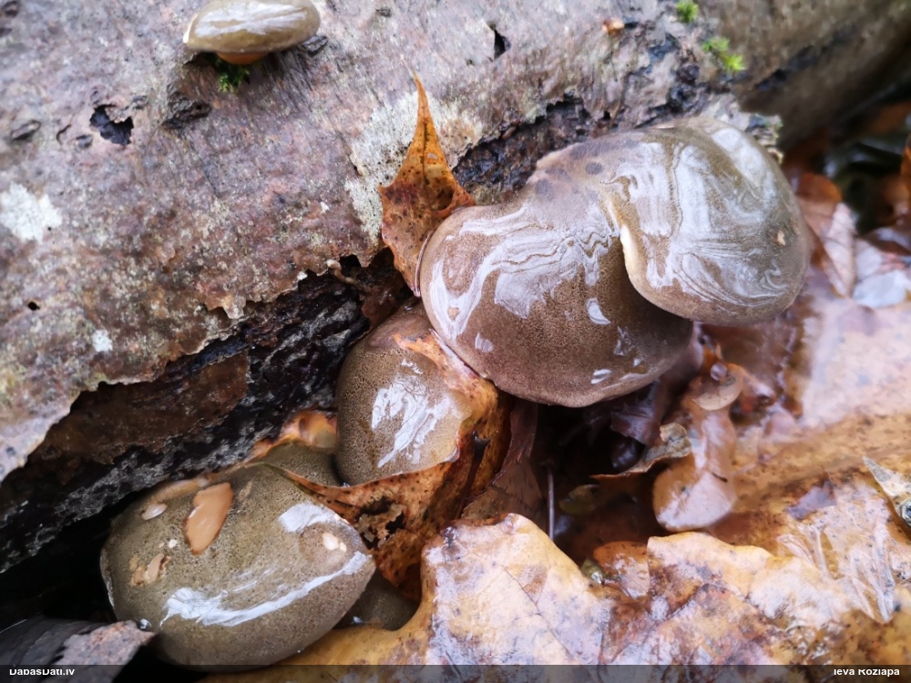 Vēlā pundurkamolene