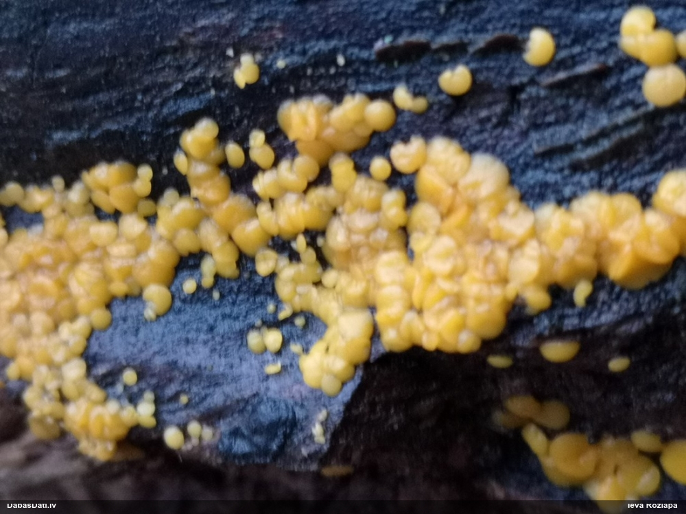лимонно-желтая калицелла