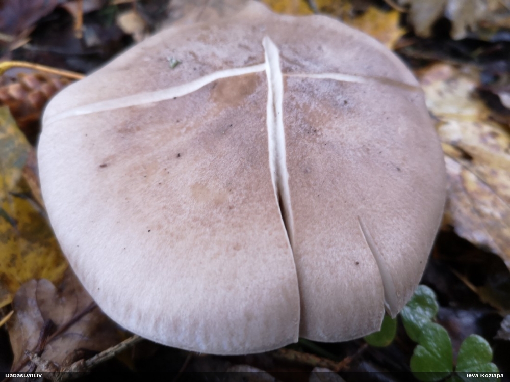 Dūmainā aplocene, piltuvene, liepene