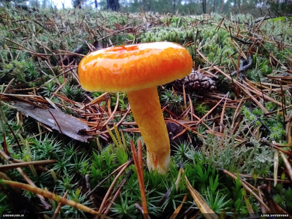 Salnas gliemezene