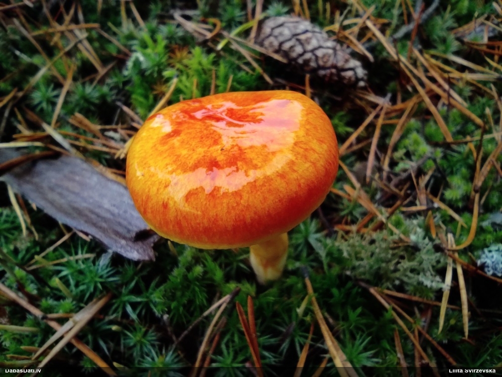 Salnas gliemezene