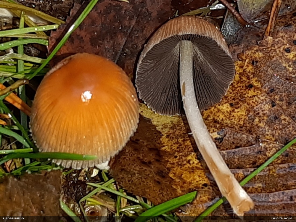 Vizuļojošā tintene