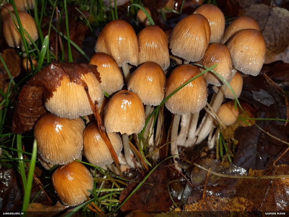Vizuļojošā tintene